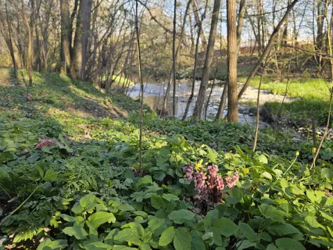City Nature Challenge ukázala bohatství olomoucké přírody (3) City Nature Challenge ukázala bohatství olomoucké přírody (3)