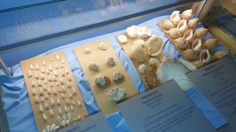 Mušle Středomoří (4)