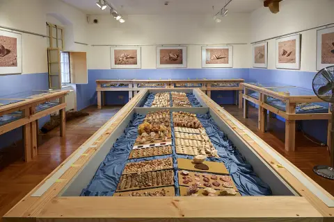 Mušle Středomoří (1)
