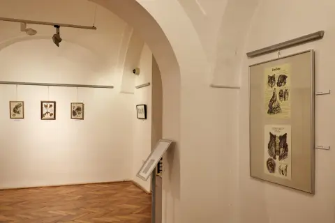 Still - Nepřetržitý vývoj (16)