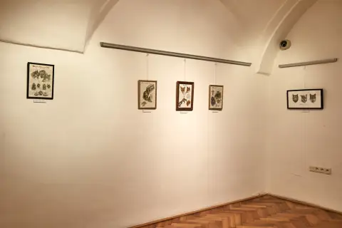 Still - Nepřetržitý vývoj (5)