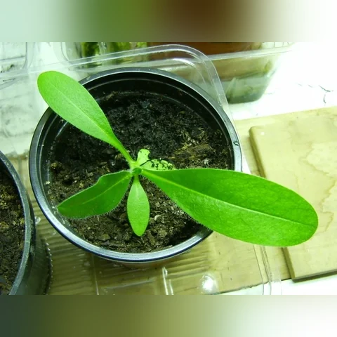 echium-russicum-jpg-2b6fdb729ca0