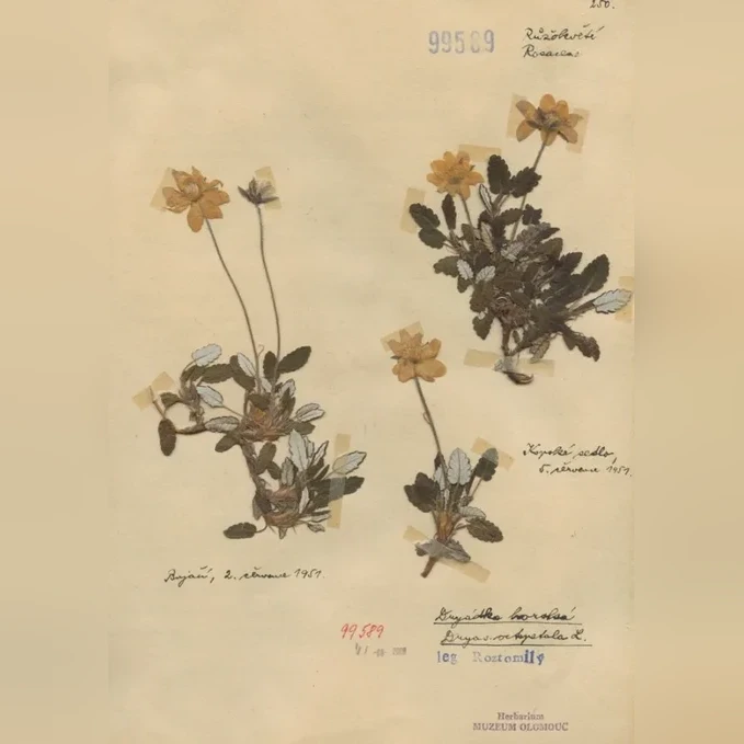 dryas-jpg-96aec806ff25