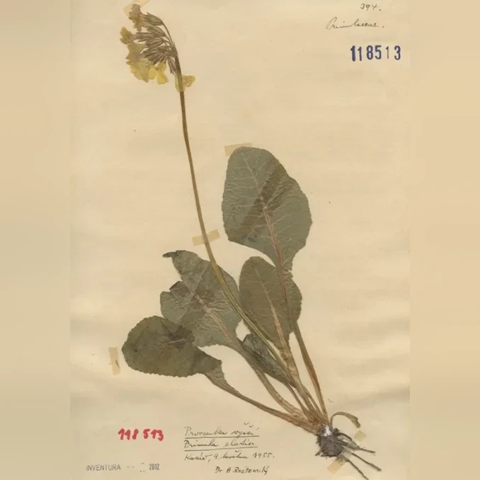 primula-jpg-482e733a184a