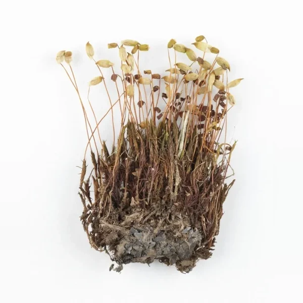 plonik-jalovcovy-polytrichum-juniperinum-a675007dc442