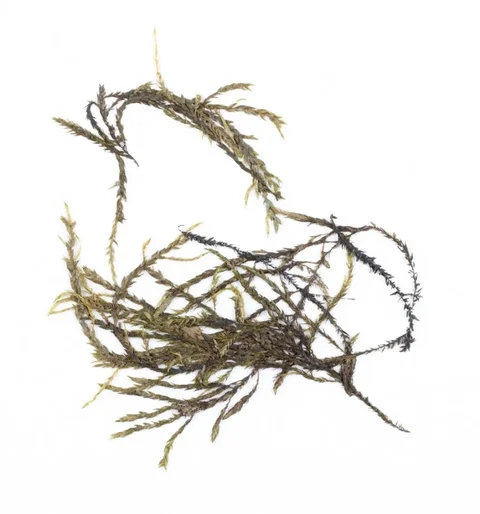 pramenicka-obecna-fontinalis-antipyretica-18dec52da02e