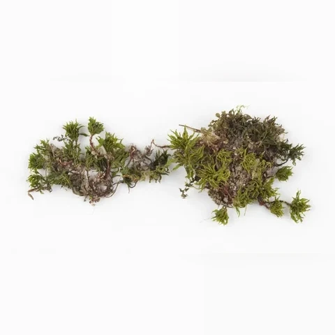 ruzoprutnik-ruzovity-rhodobryum-roseum-42d42726a5c0