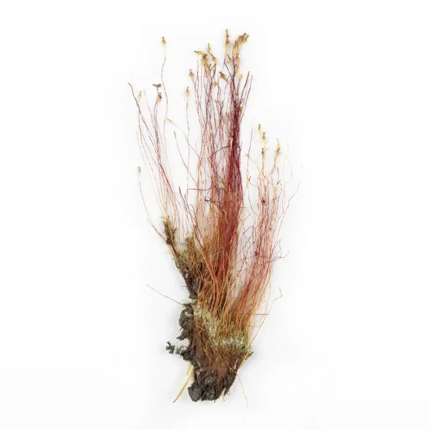 volatka-banata-splachnum-ampullaceum-a028a134c2ce
