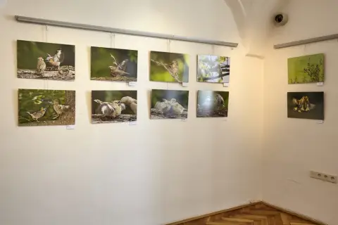 Příroda za humny (6)