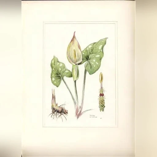 j-dohnal-aron-vychodni-arum-cylindraceum-e9f7e1fe452c