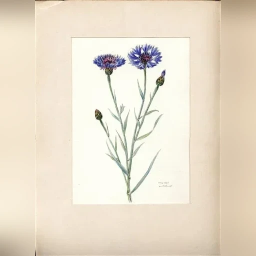 j-dohnal-chrpa-modra-centaurea-cyanus-d28c97a2832c