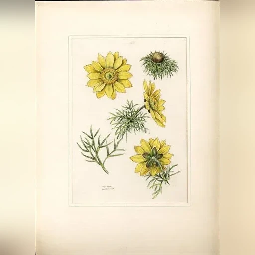 j-dohnal-hlavacek-jarni-adonis-vernalis-8f30293b9fd5