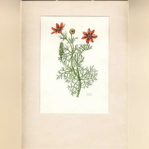 j-dohnal-hlavacek-letni-adonis-aestivalis-c8c0b1b93d0a