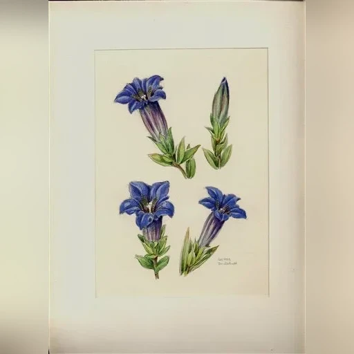 j-dohnal-horec-clusiuv-gentiana-clusii-b196c8f08ea2