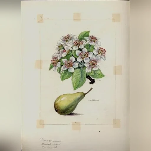j-dohnal-hrusen-obecna-pyrus-communis-986248e699ef