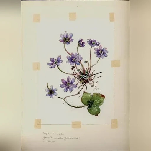 j-dohnal-jaternik-podleska-hepatica-nobilis-3094e6ad87db