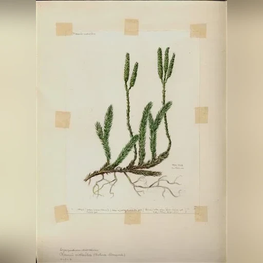 j-dohnal-plavun-vidlacka-lycopodium-clavatum-6ab1db9eab43
