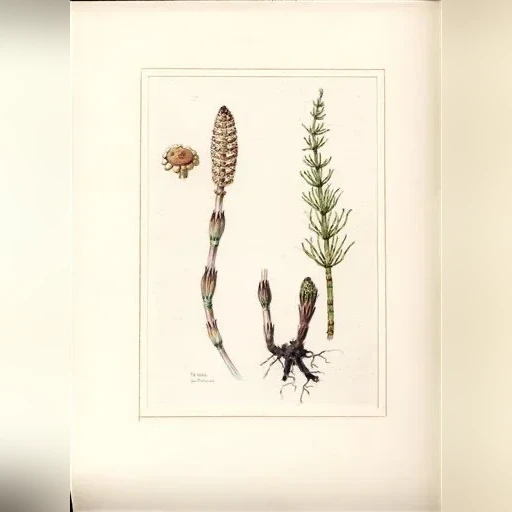 j-dohnal-preslicka-rolni-equisetum-arvense-a46d33527874