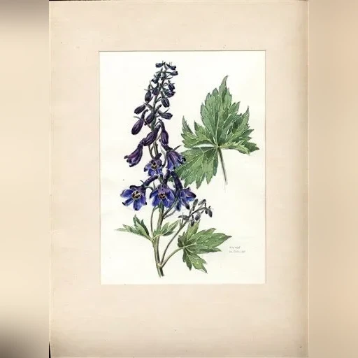j-dohnal-stracka-vyvysena-delphinium-elatum-7f79b0fb2974