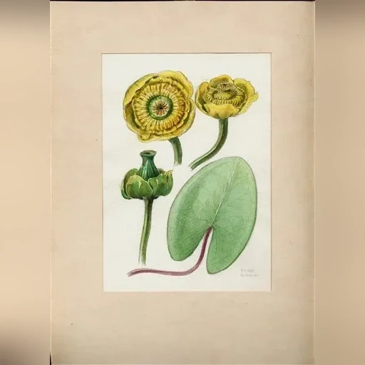 j-dohnal-stulik-zluty-nuphar-lutea-cdc3da511f8a