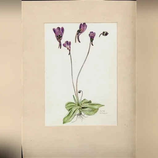 j-dohnal-tucnice-obecna-pinguicula-vulgaris-39f8afdde2c1