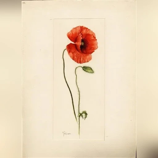 j-weiser-mak-vlci-papaver-rhoeas-74557075dab6