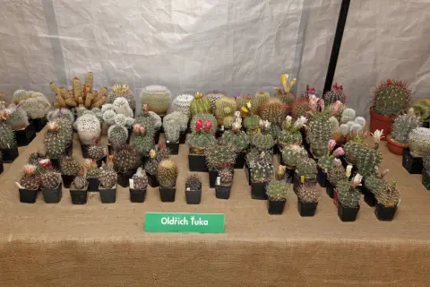 Výstava kaktusů a sukulentů (15)
