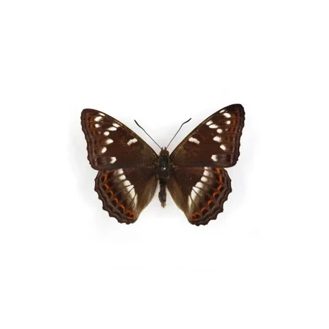 belopasek-topolovy-limenitis-populi-2-6-1946-hlubocky-lgt-m-kudla-cba36eab6be3