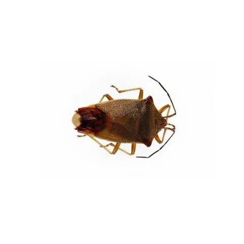 knezovka-stromova-acanthosoma-haemorrhoidale-24-8-2004-slatinky-lgt-m--4075df110e60
