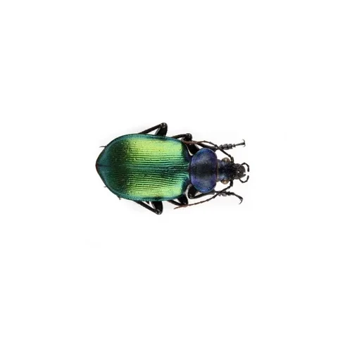 krajnik-pizmovy-calosoma-sycophanta-kovacov-slovakia-lgt-f-urbasek-0d7366b2a8ac
