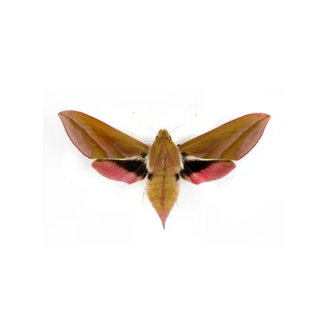 lisaj-vrbkovy-deilephila-elpenor-8-5-1953-doloplazy-lgt-blesa-f1d89142eaf1