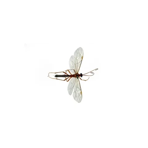 lumek-netelia-cristata-1-6-1928-nelokalizovano-lgt-slavicek-3914b2e30260