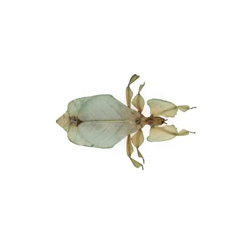 lupenitka-phyllium-sp-pred-rokem-1950-nelokalizovano-d5be553f1af0