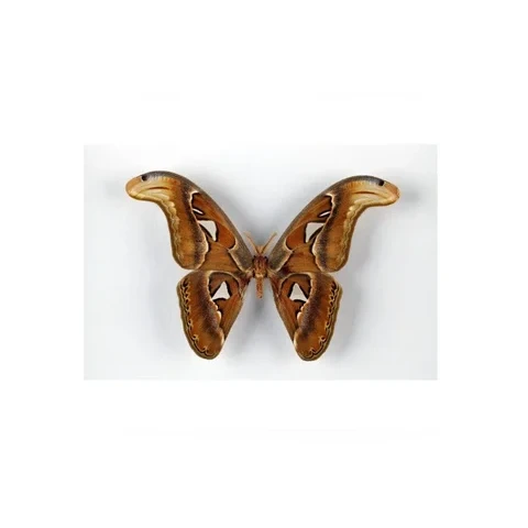 martinac-atlas-attacus-atlas-pred-rokem-1950-nelokalizovano-012343e5bc5d