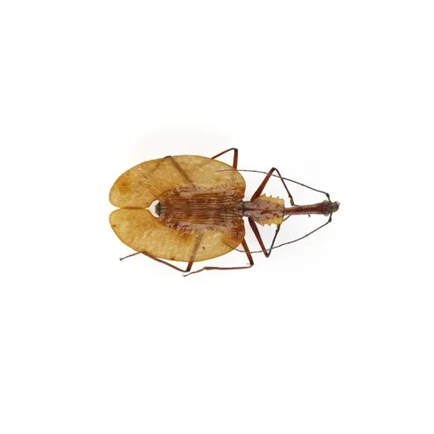plosec-mormolyce-phyllodes-pred-rokem-1950-nelokalizovano-8471ccf5bb0f