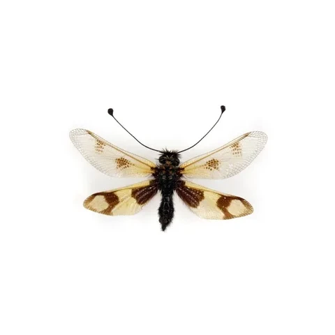 ploskoroh-ascalaphus-sp-8-8-1981-rilsky-monastyr-bulgaria-lgt-j-pola-fac0774d2d54