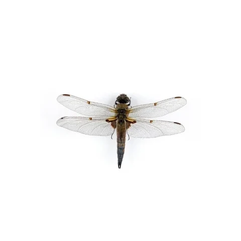 vazka-ctyrskvrnna-libellula-quadrimaculata-11-5-1934-slavkov-silesia-l-21579e0b33de