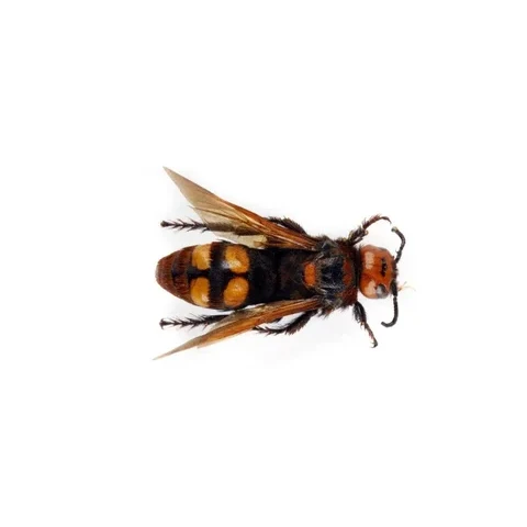 zahalka-obrovska-megascolia-maculata-sturovo-lgt-f-urbasek-6b00d17ed43d