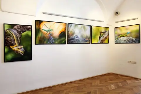 Momenty z přírody (5)