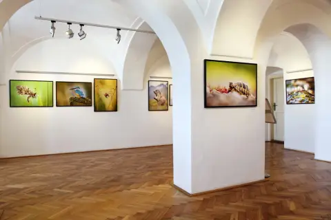 Momenty z přírody (6)