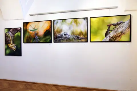 Momenty z přírody (7)