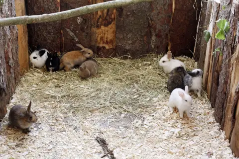 Nejmenší opičky světa ve VMO (10) Nejmenší opičky světa ve VMO (10)