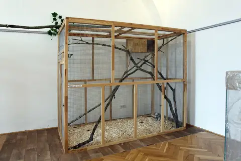 Nejmenší opičky světa ve VMO (7) Nejmenší opičky světa ve VMO (7)