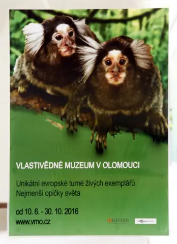 Nejmenší opičky světa ve VMO (1) Nejmenší opičky světa ve VMO (1)