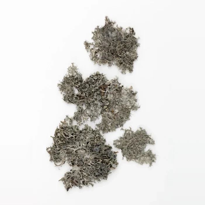 anaptychia-rasnata-anaptychia-ciliaris-46c0e5fb82ef