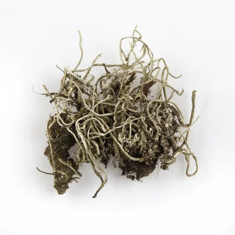 dutohlavka-kralovska-cladonia-rei-97d72e05c00e