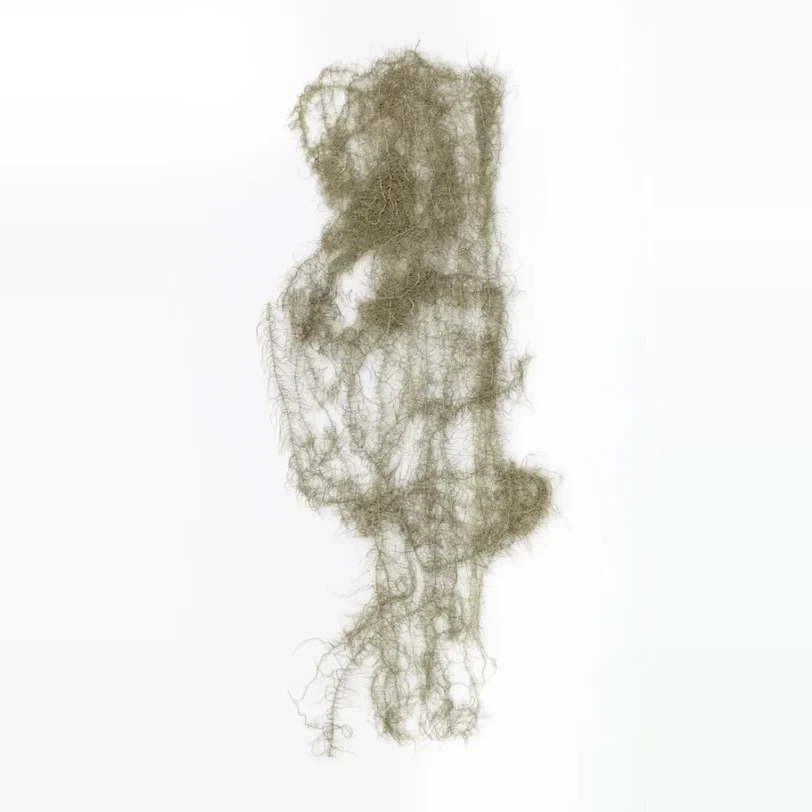 provazovka-nejdelsi-usnea-longissima-139d08ce4a69