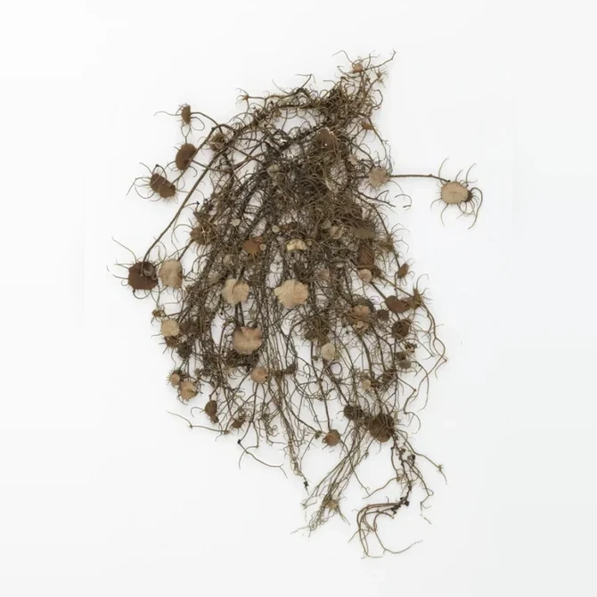 provazovka-vousata-usnea-barbata-6362bdb8799b