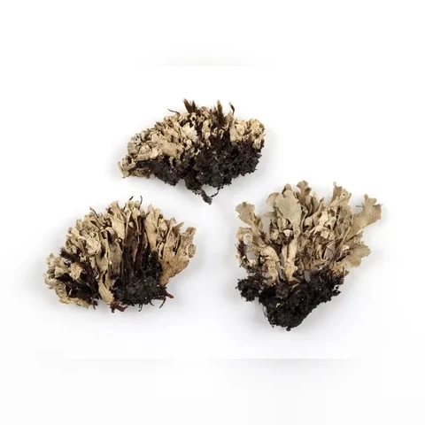 siphula-roccelaeformis-7575ee75641c