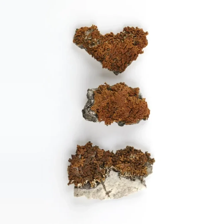 tercovnik-pohledny-xanthoria-elegans-fe016fa2e207